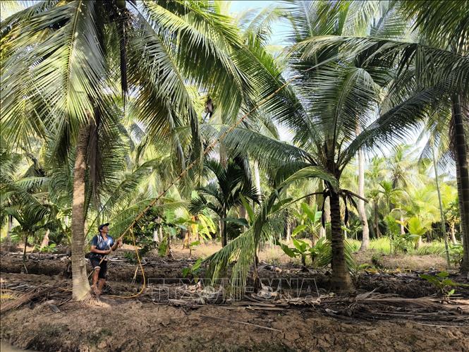 Phun xịt thuốc phong trừ sâu đầu đen hại dừa. Ảnh: Huỳnh Phúc Hậu - TTXVN