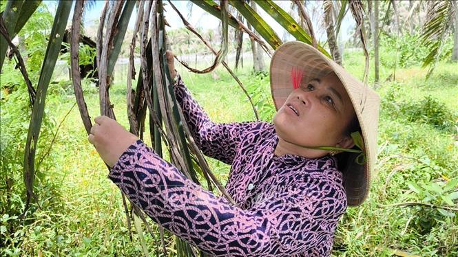 Bà Huỳnh Thị Bường, ấp Hòa Bình, xã Mỹ Hòa, huyện Ba Tri (Bến Tre) kiểm tra vườn dừa đang dần phục hồi của gia đình. Ảnh: Huỳnh Phúc Hậu - TTXVN