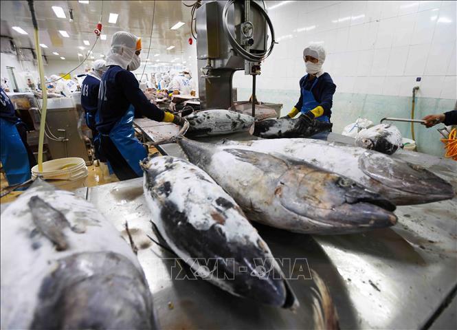 Chế biến sản phẩm cá ngừ đại dương xuất khẩu. Ảnh: Vũ Sinh - TTXVN