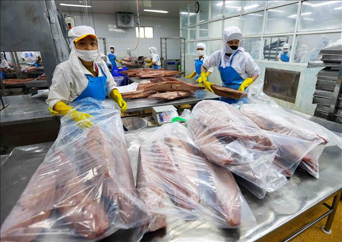 Đóng gói sản phẩm cá ngừ đại dương xuất khẩu. Ảnh: Vũ Sinh - TTXVN
