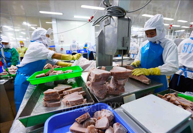 Chế biến sản phẩm cá ngừ đại dương xuất khẩu. Ảnh: Vũ Sinh - TTXVN