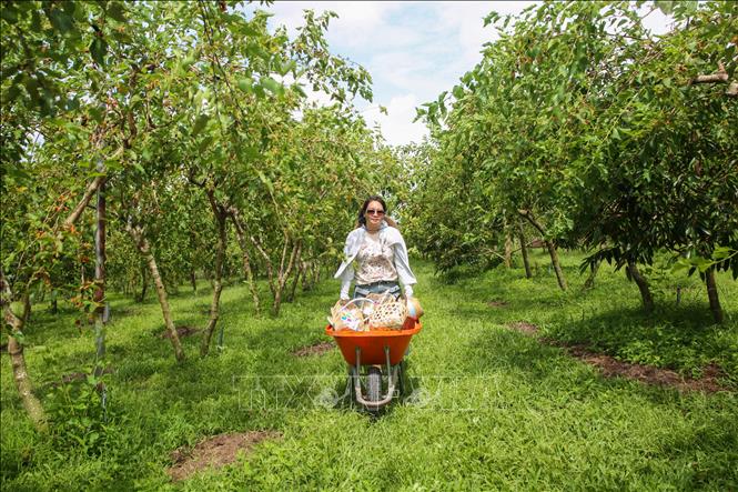 Du khách trải nghiệm trong vườn dâu tằm xanh mát. Ảnh: Giang Phương - TTXVN