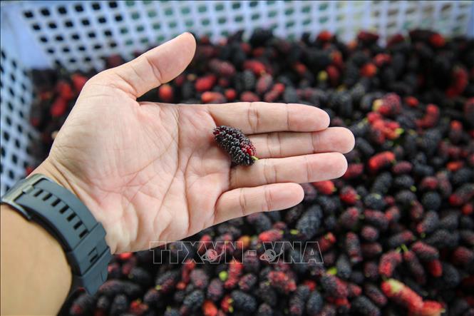 Trái dâu tằm được du khách hái. Ảnh: Giang Phương - TTXVN