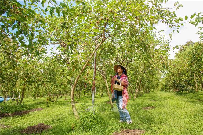 Du khách trải nghiệm hái dâu tằm tại vườn dâu hữu cơ rộng gần 5 ha được anh Nguyễn Thanh Vũ trồng theo công nghệ hữu cơ của Nhật Bản. Ảnh: Giang Phương - TTXVN