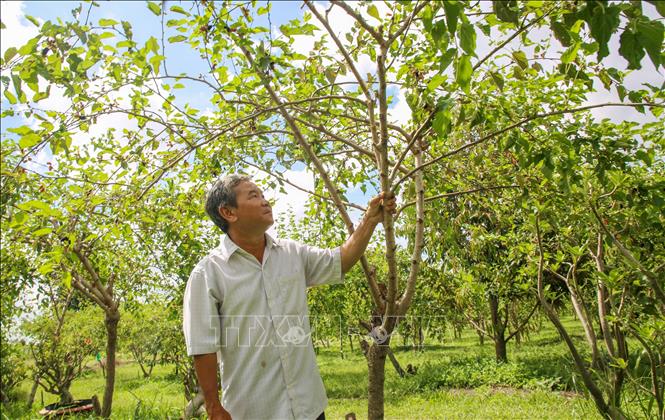 Là một kỹ sư nông nghiệp, anh Nguyễn Thanh Vũ (56 tuổi) chuyển đổi cây trồng không hiệu quả sang trồng dâu tằm hữu cơ kết hợp với du lịch. Ảnh: Giang Phương - TTXVN