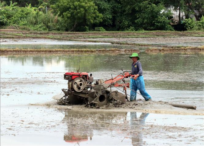 Nông dân ở thị trấn Phước Dân (huyện Ninh Phước) chuẩn bị đất để gieo sạ vụ Mùa. Ảnh: Công Thử - TTXVN