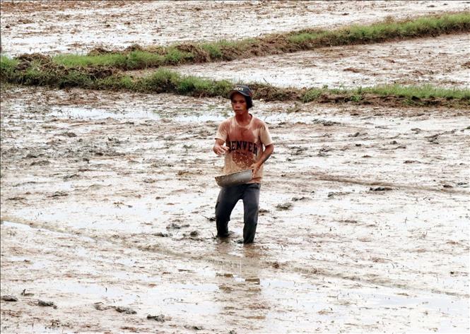 Nông dân ở xã Phước Thuận (huyện Ninh Phước) gieo sạ vụ Mùa. Ảnh: Công Thử - TTXVN