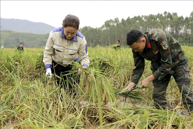 Chiến sĩ Trường Trung cấp Kỹ thuật Tăng thiết giáp cùng bà con nhân dân gặt lúa bị ngập úng, ngã đổ sau bão tại xã Nhân Đạo. Ảnh: Hoàng Hùng -TTXVN