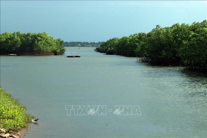Mangrove forests in Tam Giang-Cau Hai lagoon in the central province of Thua Thien-Hue. VNA Photo: Đỗ Trưởng