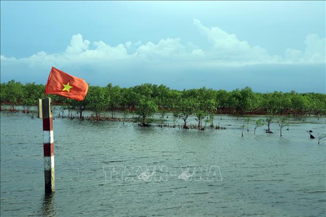 Mangrove forests in Tam Giang-Cau Hai lagoon in the central province of Thua Thien-Hue. VNA Photo: Đỗ Trưởng