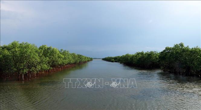 Mangrove forests in Tam Giang-Cau Hai lagoon in the central province of Thua Thien-Hue. VNA Photo: Đỗ Trưởng