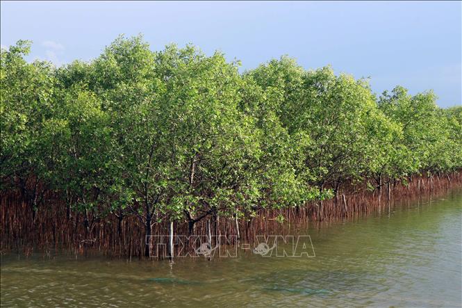 Mangrove forests in Tam Giang-Cau Hai lagoon in the central province of Thua Thien-Hue. VNA Photo: Đỗ Trưởng