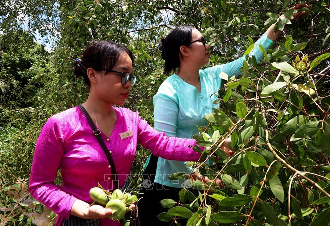 Tourists pick trai ban (mangrove apple) by Ba Lai river. Trai ban is a local fruit that has fed Ben Tre people for centuries, while its tree provides necessary materials for local people’s daily lives. VNA Photo: Hồng Đạt 