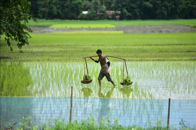 Nông dân làm việc trên cánh đồng lúa ở Nagaon, bang Assam, Ấn Độ. Ảnh: THX/TTXVN