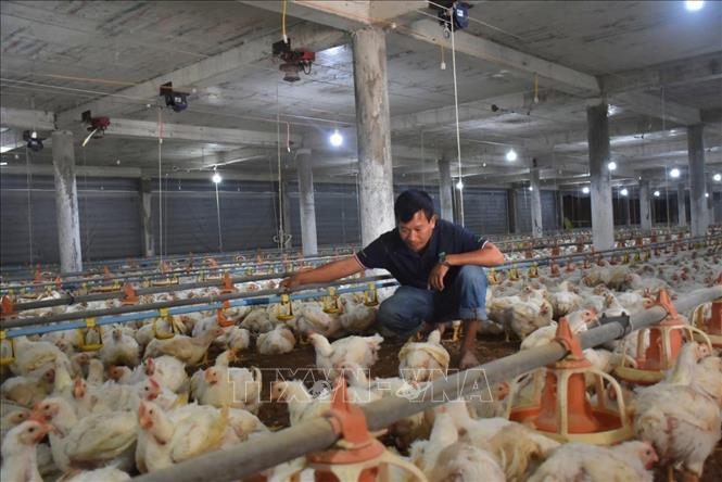 Long Thanh Phat hi-tech agricultural cooperative breeds poultry in air-conditioned farms. VNA Photo: Hoàng Nhị