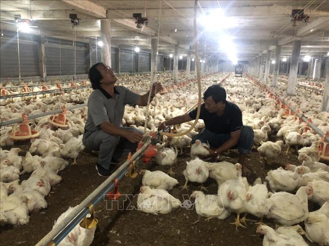 A poultry farm equipped with air-conditioned of Dong Nam Toan Cau investment development company in Chau Duc district, Ba Ria - Vung Tau province. VNA Photo: Hoàng Nhị