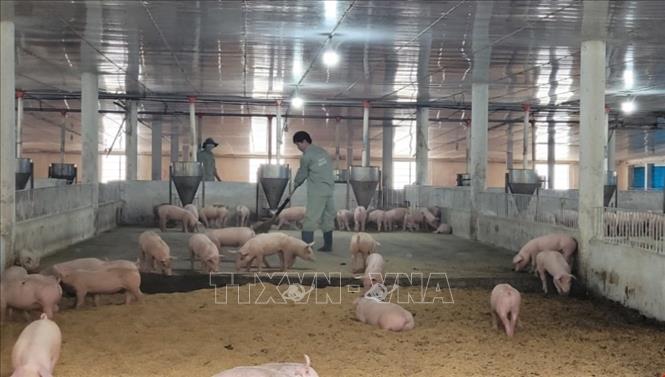 Trang Linh pig farm (Bong Trang commune, Xuyen Moc district), is a leading example of a hi-tech animal farm. The farm is equipped with air-conditions, probiotic liners to prevent disease outbreaks and automatic feeding systems. VNA Photo: Hoàng Nhị