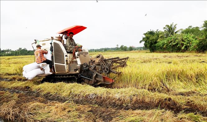 Ông Thổ Dĩ điều khiển máy gặt đập liên hợp trên cánh đồng 6 ha của gia đình. Ảnh: Hồng Đạt - TTXVN