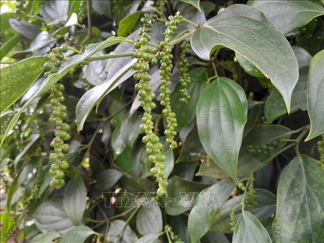 The pepper garden was planted about 10 years ago but is still very lush and highly productive. VNA Photo: K GỬIH