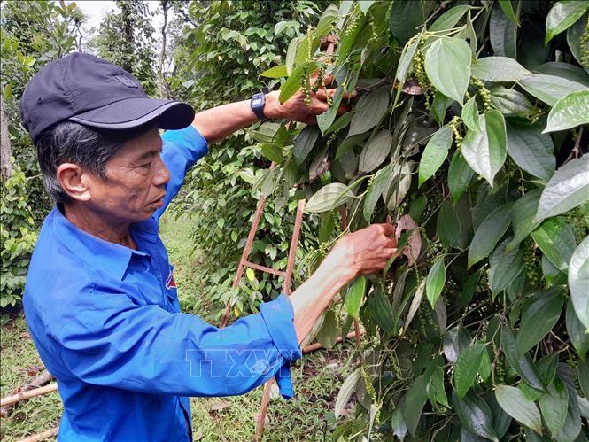 Farmer Nguyen Cong Thanh in Phu Van commune, Bu Gia Map district, Binh Phuoc province checks for pests in his pepper garden. VNA Photo: K GỬIH