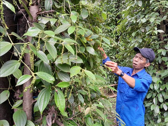Farmer Nguyen Cong Thanh in Phu Van commune, Bu Gia Map district, Binh Phuoc province has been earning his livelihood from pepper for the past 10 years. VNA Photo: K GỬIH