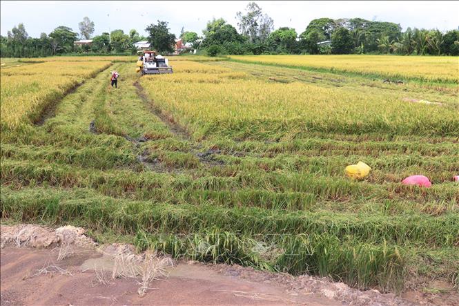 Thu hoạch lúa Thu Đông sớm né lũ ở xã Phương Thịnh, huyện Cao Lãnh. Ảnh: Nguyễn Văn Trí - TTXVN