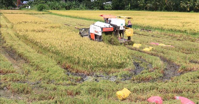 Thu hoạch lúa Thu Đông sớm né lũ ở xã Phương Thịnh, huyện Cao Lãnh. Ảnh: Nguyễn Văn Trí - TTXVN