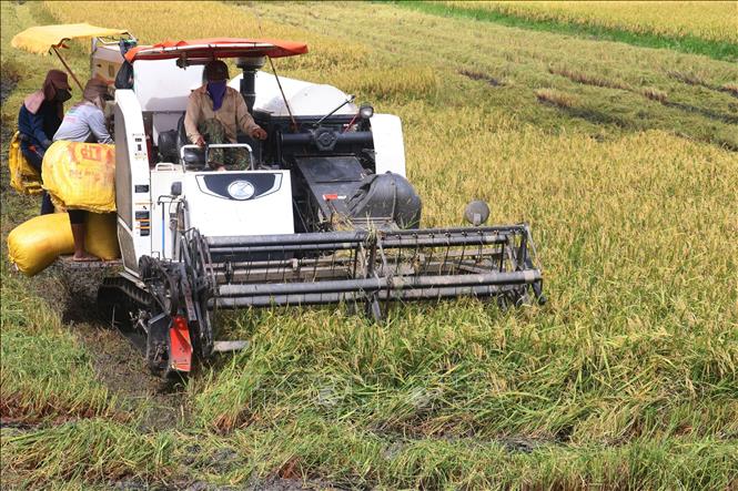 Thu hoạch lúa Thu Đông sớm né lũ ở xã Phương Thịnh, huyện Cao Lãnh. Ảnh: Nguyễn Văn Trí - TTXVN
