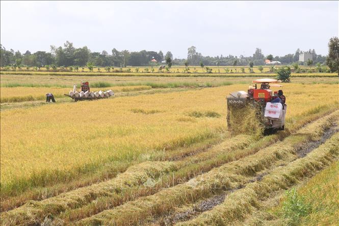 Thu hoạch lúa Thu Đông sớm né lũ ở xã Phương Thịnh, huyện Cao Lãnh. Ảnh: Nguyễn Văn Trí - TTXVN