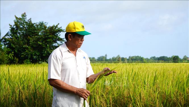Ông Võ Thanh Hải ở xã Láng Biển, huyện Tháp Mười tham gia mô hình “Canh tác lúa chất lượng cao và phát thải thấp gắn với tăng trưởng xanh”. Ảnh: Nhựt An - TTXVN