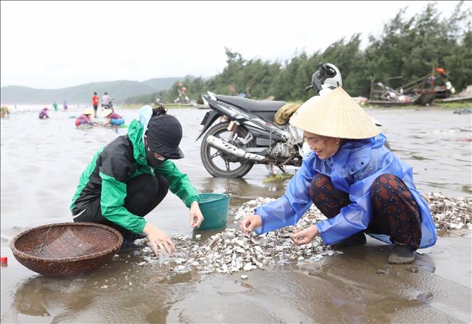 Người dân nhặt, phân loại ngao, vạng giấy trên bãi biển. Ảnh: Xuân Tiến - TTXVN 
