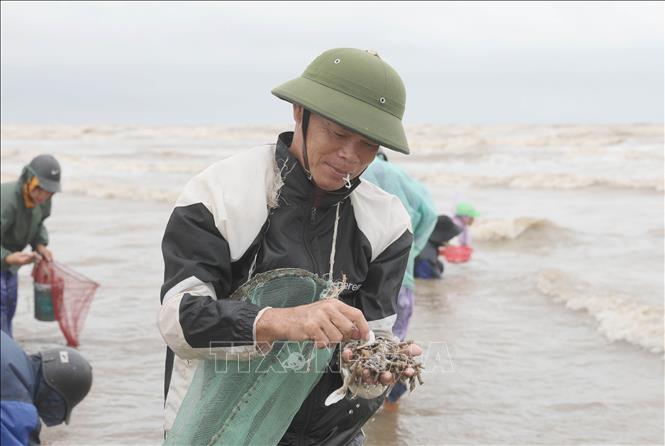 Người dân háo hức nhặt ngao, vạng giấy trên bãi biển xã Diễn Trung (huyện Diễn Châu, tỉnh Nghệ An). Ảnh: Xuân Tiến - TTXVN 