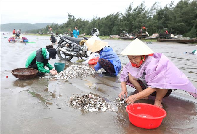 Phụ nữ nhặt, phân loại ngao, vạng giấy, sò lông trên bãi biển. Ảnh: Xuân Tiến - TTXVN 