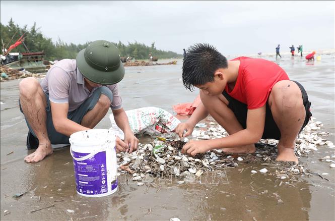 Hai bố con nhặt ngao, vạng giấy, sò lông trên bãi biển. Ảnh: Xuân Tiến - TTXVN 