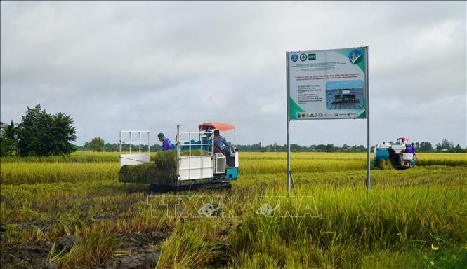 Sau khi thu hoạch lúa, rơm rạ được thu gom, mang ra khỏi đồng ruộng. Ảnh: Nhựt An - TTXVN