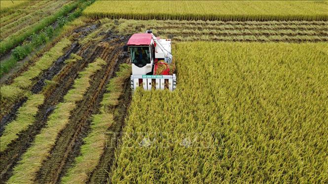Thu hoạch diện tích lúa thí điểm thực hiện Đề án sản xuất lúa chất lượng cao, phát thải thấp tại xã Láng Biển, huyện Tháp Mười. Ảnh: Nhựt An - TTXVN