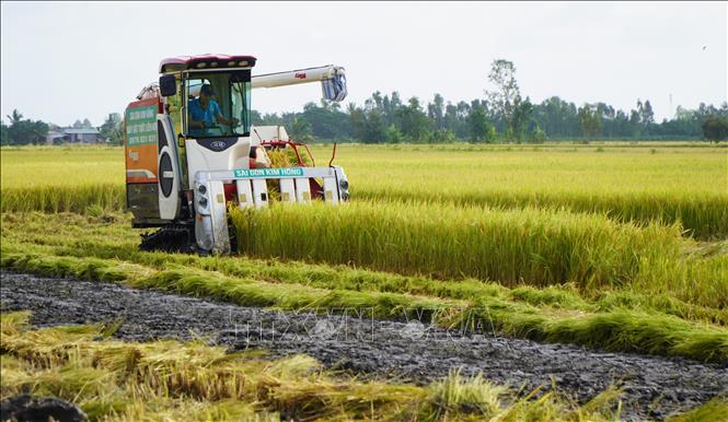 Cơ giới hóa trong khâu thu hoạch trên cánh đồng tham gia Đề án sản xuất lúa chất lượng cao, phát thải thấp (xã Láng Biển, huyện Tháp Mười). Ảnh: Nhựt An - TTXVN