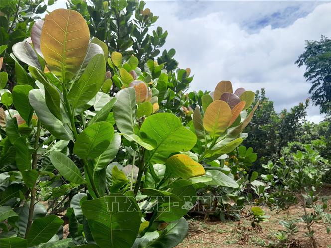 Diện tích trồng điều ghép cho năng suất cao được nhân rộng tại Bình Phước. Ảnh: K GỬIH - TTXVN