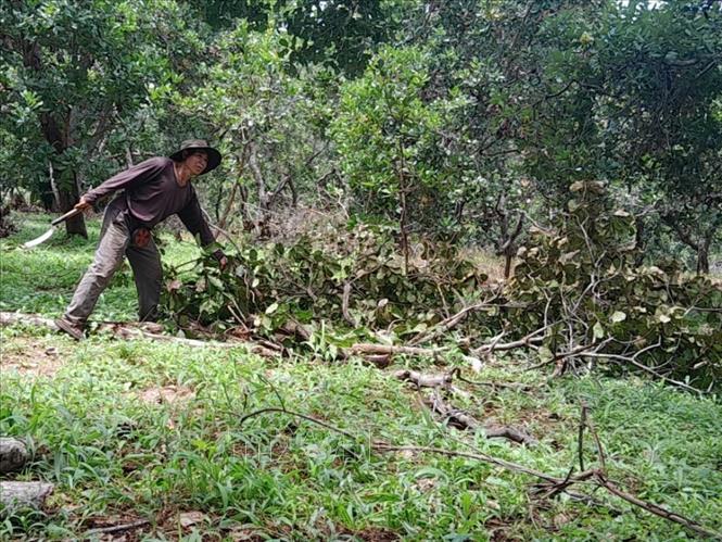 Người dân trồng điều Bình Phước chuyển đổi điều già cỗi sang trồng điều ghép năng suất cao. Ảnh: K GỬIH - TTXVN
