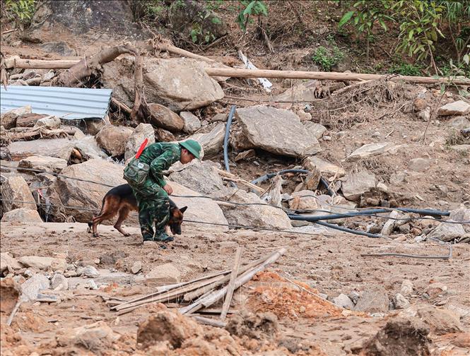 Quân đội huy động chó nghiệp vụ tìm kiếm nạn nhân bị vùi lấp tại thôn Làng Nủ, xã Phúc Khánh, huyện Bảo Yên. Ảnh: Hoàng Hiếu - TTXVN