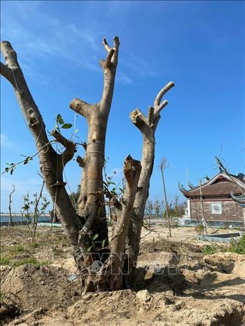 Cây bóng mát được chính quyền huyện đảo Bạch Long Vĩ dựng lại sau bão, bắt đầu nhú những mầm xanh. Ảnh: TTXVN phát.

