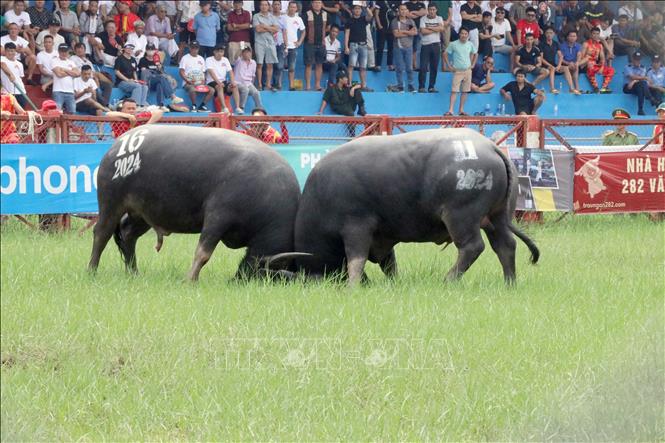 A total of 16 buffaloes from six wards join the competitions. VNA Photo: Hoàng Ngọc