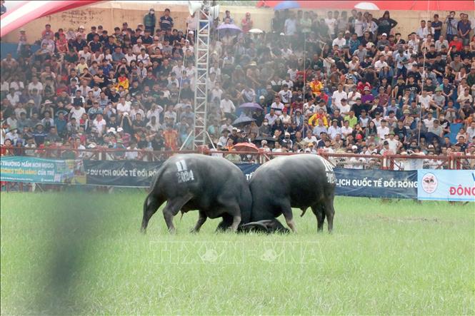 A total of 16 buffaloes from six wards join the competitions. VNA Photo: Hoàng Ngọc