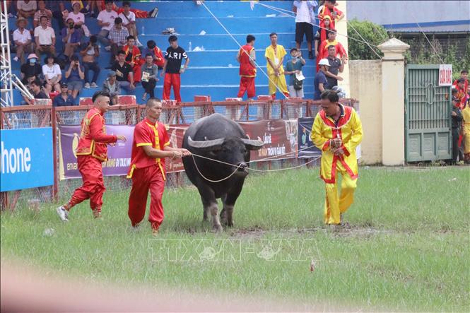 A total of 16 buffaloes from six wards join the competitions. VNA Photo: Hoàng Ngọc