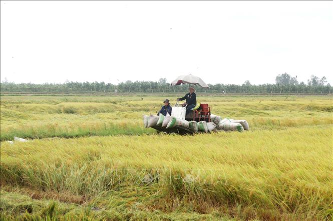 Vụ Thu Đông năm nay lợi nhuận không cao vì chi phí máy cắt tăng, lúa bị hao hụt do ngã đổ. Ảnh: Thu Hiền - TTXVN
