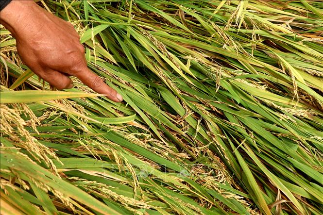 Mưa kéo dài, không có máy cắt nên nhiều trà lúa của nông dân bị ngã đổ, nằm sát đất, hạt lúa nảy mầm xanh. Ảnh: Thu Hiền - TTXVN 
