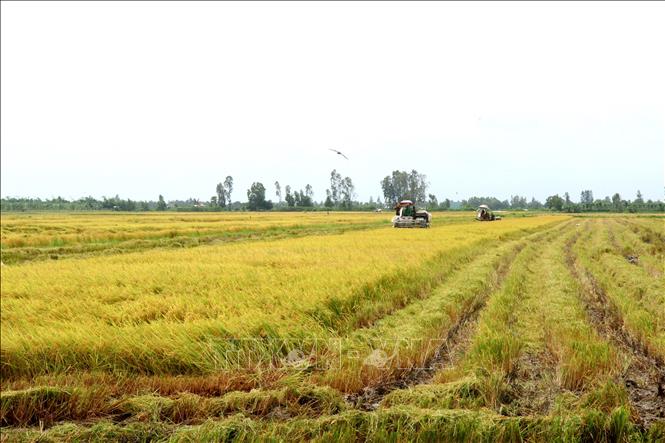Vụ Thu Đông 2024, thành phố Cần Thơ gieo trồng được 68.521ha lúa. Hiện có hơn 1.600ha lúa đã được thu hoạch. Ảnh: Thu Hiền - TTXVN