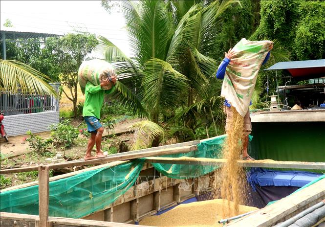 Do ảnh hưởng mưa kéo dài, lúa bị ngã đổ, theo nông dân năng suất vụ Thu Đông ước khoảng 600 - 700kg/công tầm lớn. Ảnh: Thu Hiền - TTXVN
