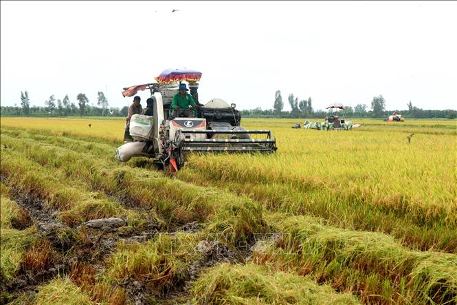 Do lúa ngã đổ nhiều nên giá máy cắt lúa tăng hơn 20.000 đồng/công. Ảnh: Thu Hiền - TTXVN