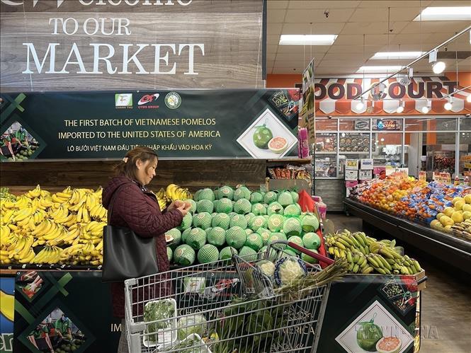 Bưởi da xanh Bến Tre của Việt Nam đã có mặt tại siêu thị ở Hoa Kỳ (3/12/2022). Ảnh: TTXVN